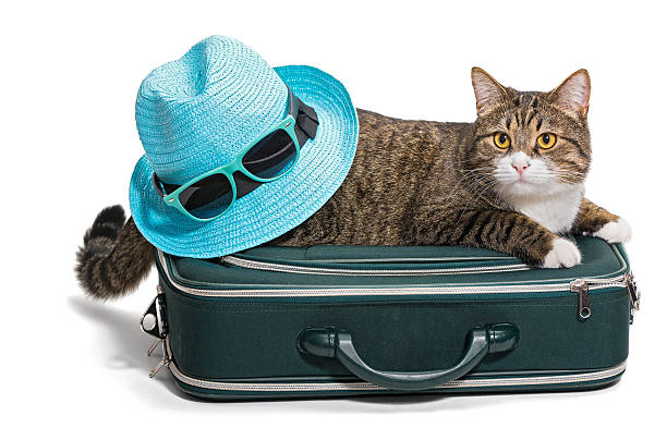 istock Grey cat lies on the bag, he has a hat. 486712740