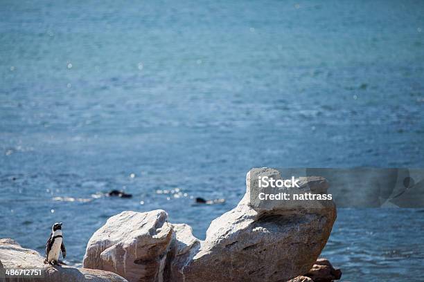 African Penguin Sitting On A Rock Near The Sea Stock Photo - Download Image Now - Africa, Animal, Animal Wildlife