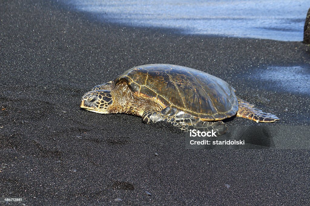하와이어 거북이 - 로열티 프리 0명 스톡 사진