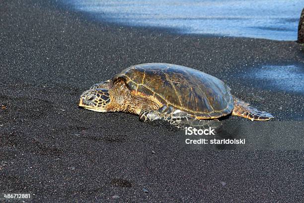 하와이어 거북이 0명에 대한 스톡 사진 및 기타 이미지 - 0명, 거북이, 검은색