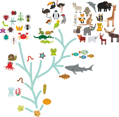 Evolution in biology, scheme evolution of animals isolated on white background. children's education, science. Evolution scale from unicellular organism to mammals. Vector illustration