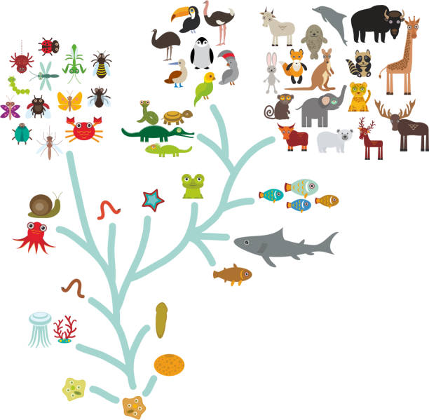 Evolution in biology, scheme evolution of animalschildren's education, science. Evolution in biology, scheme evolution of animals isolated on white background. children's education, science. Evolution scale from unicellular organism to mammals. Vector illustration toucan white background stock illustrations