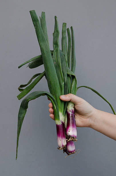 istock Hand holding organic fresh scallions 486713372