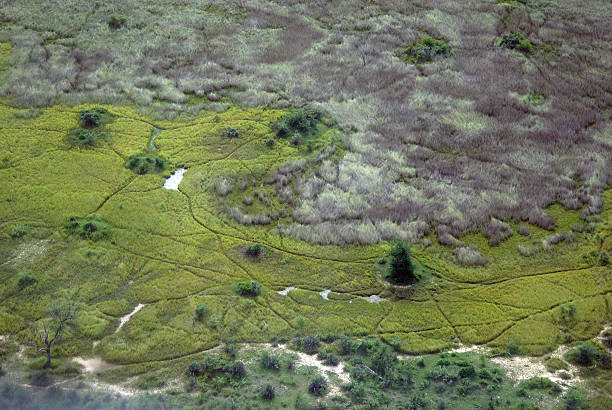 вид с воздуха на rhe дельта реки окаванго, ботсвана, африка - riverbank marsh water pond стоковые фото и изображения