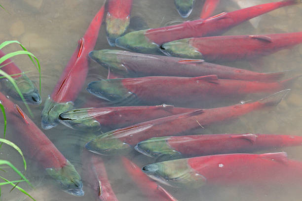 spawning red salmon - sockeye stock photo