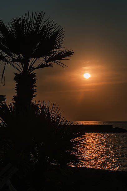 A tropical beach at sunset with palm trees silhouetted against the fiery sky