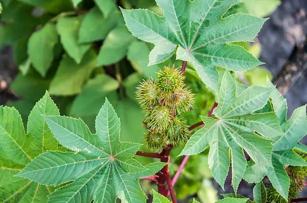 Photo of Green buds of Castor oil plant Ricinus communis