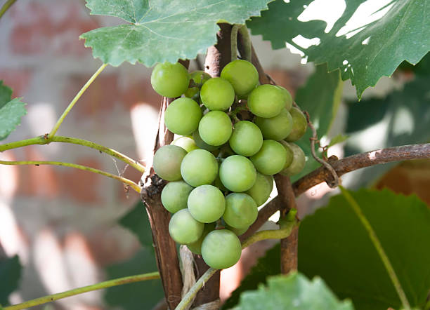 ブドウ、グリーンの葉のヴァイン - agriculture purple vine grape leaf ストックフォトと画像