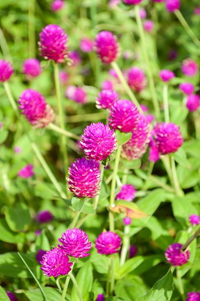 istock Beautiful purple flowers or Globe Amaranth flower 486714876
