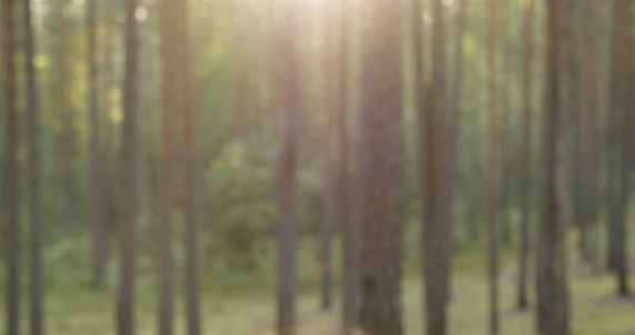 blurred pine forest in summer