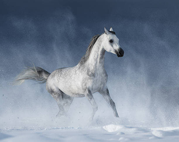 istock Grey arabian horse galloping during a snowstorm 486718502