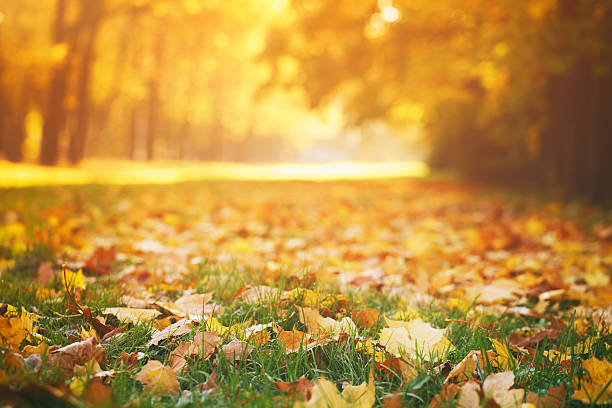 istock fallen autumn leaves on grass in sunny morning light 486718900