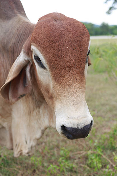 istock American Brahman Cow on the farm 486719102