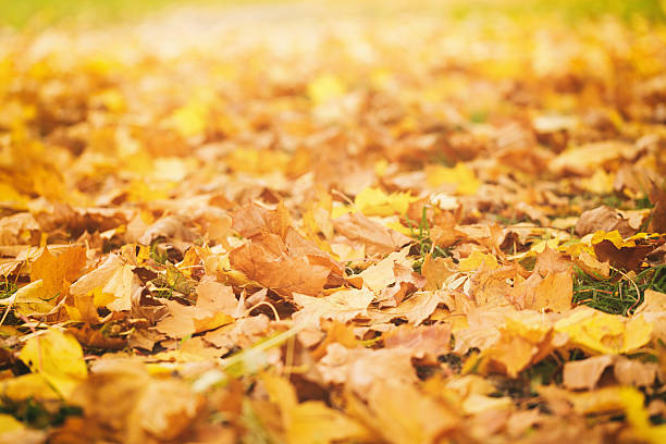 istock fallen autumn leaves on grass in sunny morning light 486719160