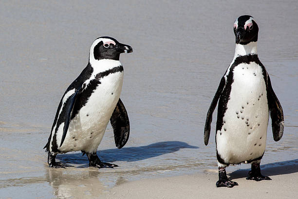 istock African Penguins at the Sea Shore 486719390