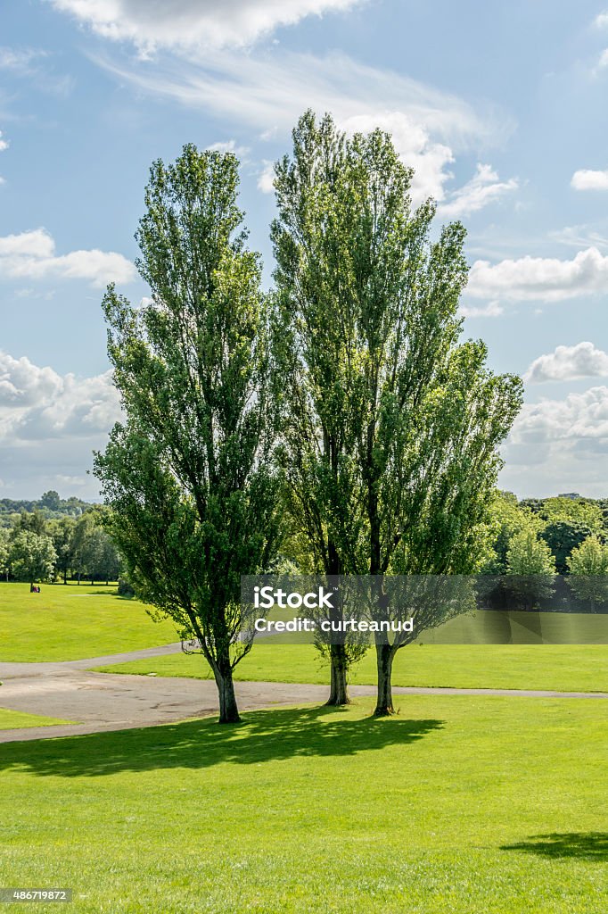 Poplar trees in park Three poplar trees in park under a blue sky. 2015 Stock Photo