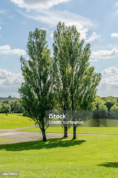 Poplar Trees In Park Stock Photo - Download Image Now - 2015, Blue, Cloud - Sky