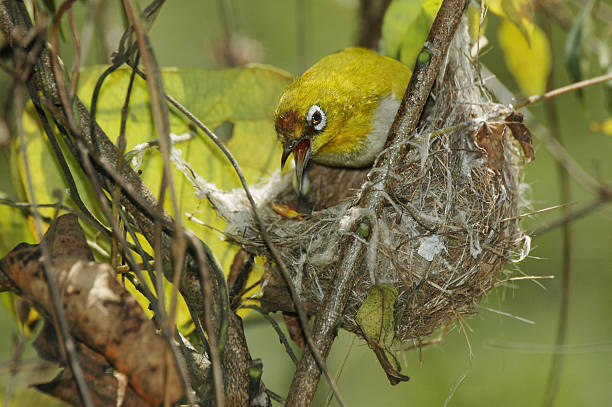 Oriental White-eye, zosterops palpebrosus