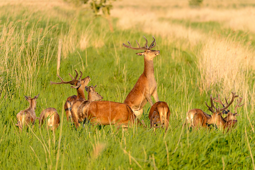 Group of Red Deer standing in a field in a nature reserve at the end of the day.