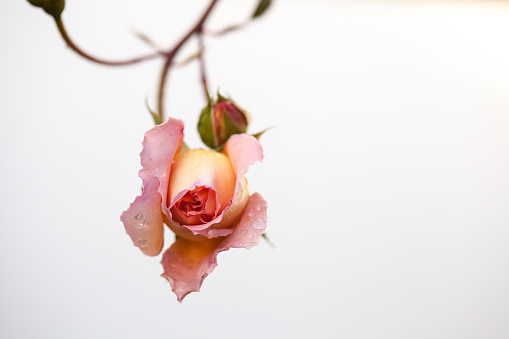 Abstract background with a red dry flower on a black background soft focus . Dead flowers, vertical photo. High quality photo