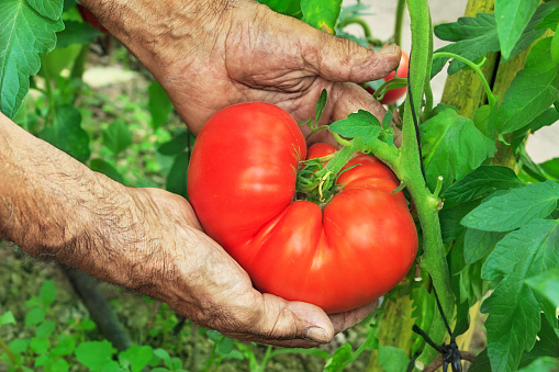 Harvest Hands Big Tomato