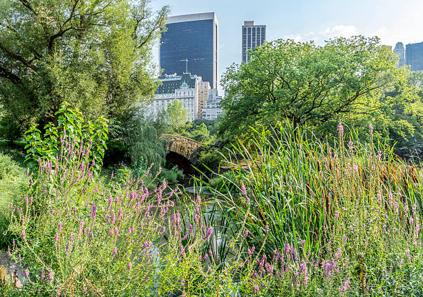 istock Gapstow bridge Central Park, New York City 486720984