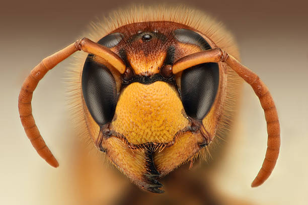 extreme nahaufnahme von scharfen wespe head - fly insect animal eye macro stock-fotos und bilder