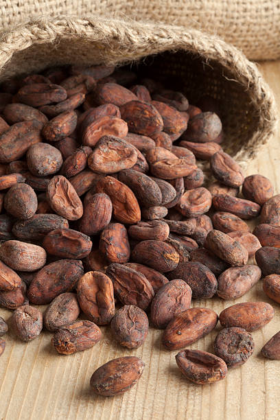 istock Cocoa beans from a jute bag 486723180