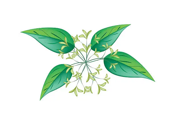 Vector illustration of Bunch of Night Blooming Jasmine on A White Background