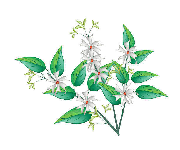 Night Blooming Jasmine on A White Background Beautiful Flower, Bunch of White Tuberose Flowers or Night Blooming Jasmine with Green Leaves Isolated on White Background. night blooming cereus stock illustrations