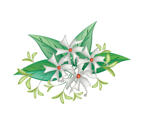 Beautiful Night Blooming Jasmine on White Background Beautiful Flower, Bunch of White Tuberose Flowers or Night Blooming Jasmine with Green Leaves Isolated on A White Background. night blooming cereus stock illustrations