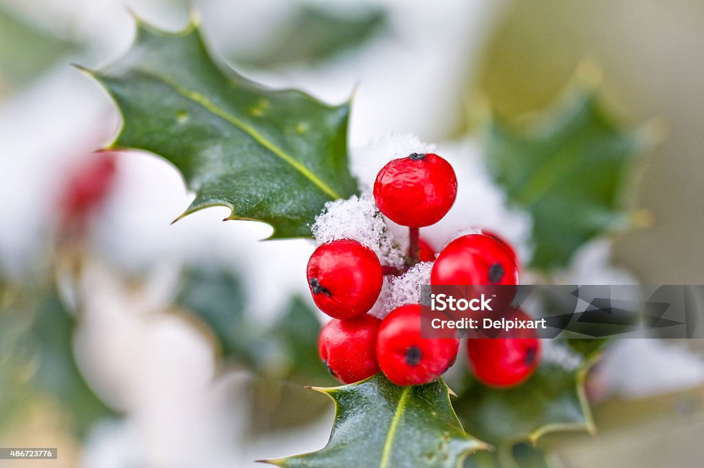 Close up od a branch of holly with red berries - Royalty-free Hulst Stockfoto