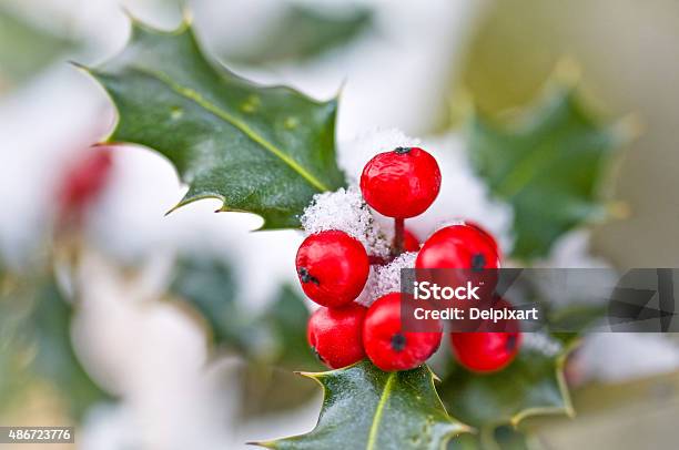 Close Up Od A Branch Of Holly With Red Berries Stockfoto en meer beelden van Hulst - Hulst, Struik, Sneeuw