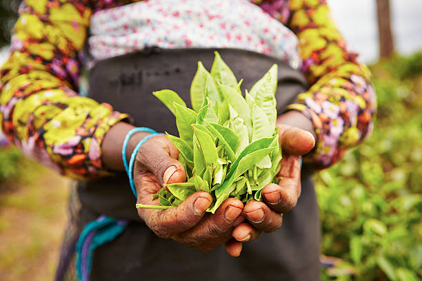 istock Leaves of tea 486724635