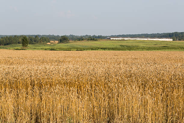 поле пшеницы с солнечным сельских районов в лето - kansas wheat bread midwest usa стоковые фото и изображения