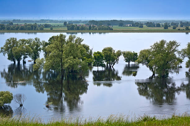 Odra river in flood with a trees in water, Polish German border 