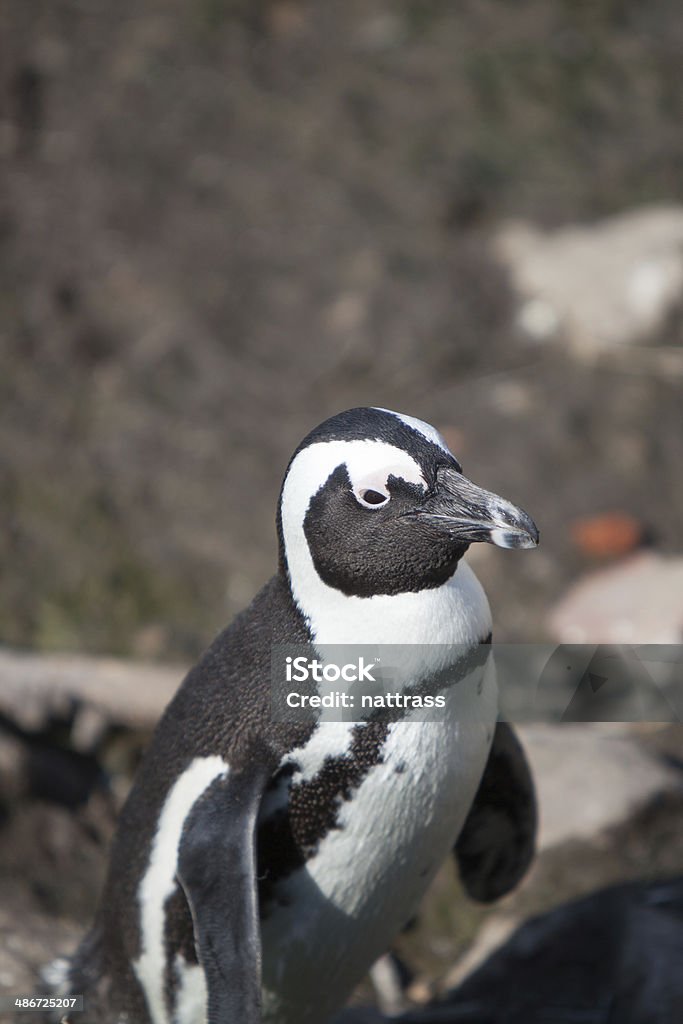 Primo piano di un Pinguino africano - Foto stock royalty-free di Africa