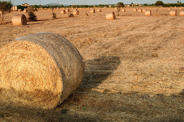istock Mowed wheat field with bales of straw 486725764