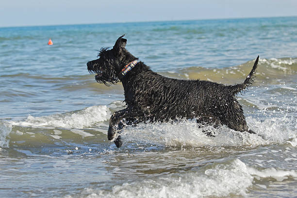 big noir schnauzer chien dans la mer - giant schnauzer photos et images de collection