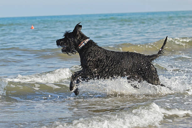 grande nero schnauzer dog in mare - giant schnauzer foto e immagini stock