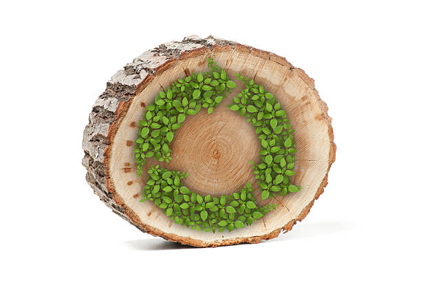 istock Cross section of tree trunk with recycle symbol, on white 486725958