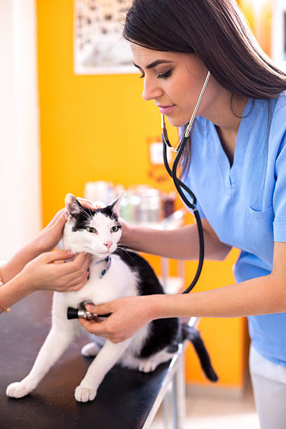 istock Veterinarian at work listen cat's breathing 486725994