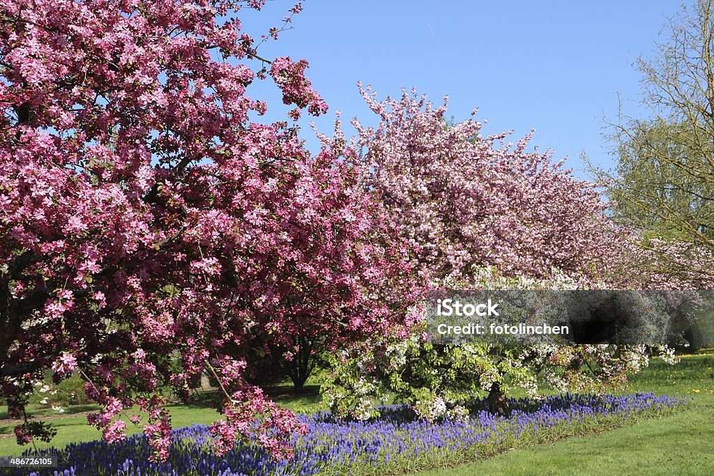 Spring Kirschbäume und Apfel Bäume - Lizenzfrei Apfelbaum Stock-Foto