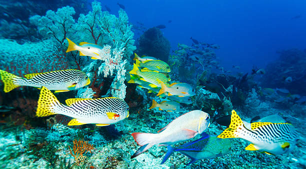 istock Underwater Landscape with Sweetlips Fishes 486726148
