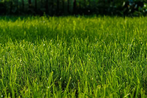 Beautiful green grass lawn in the backyard.