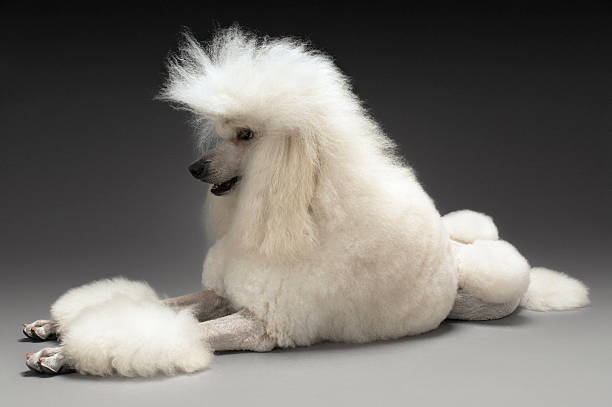 blanc caniche standard - standard poodle photos et images de collection