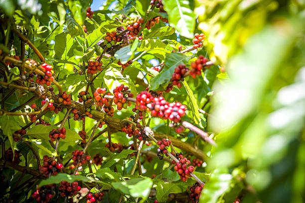 Árbol Café Caribe - foto de stock