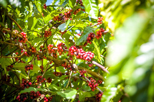 Caribbean Coffee Tree stock photo