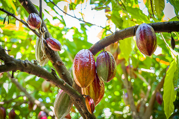Cocoa Growing In The Caribbean stock photo