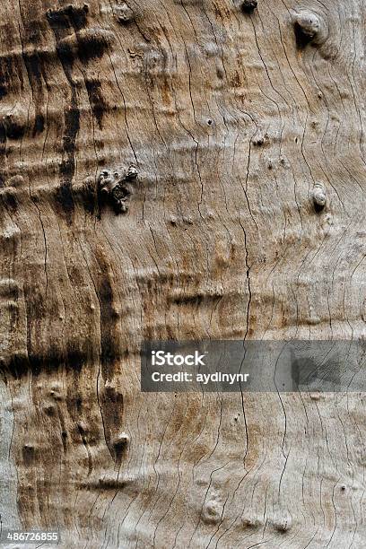 Stare Drzewo - zdjęcia stockowe i więcej obrazów Abstrakcja - Abstrakcja, Bez ludzi, Bliskie zbliżenie
